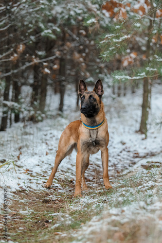 Belgian Shepherd Dog Malinois dog in winter. Snowing background. Winter forest