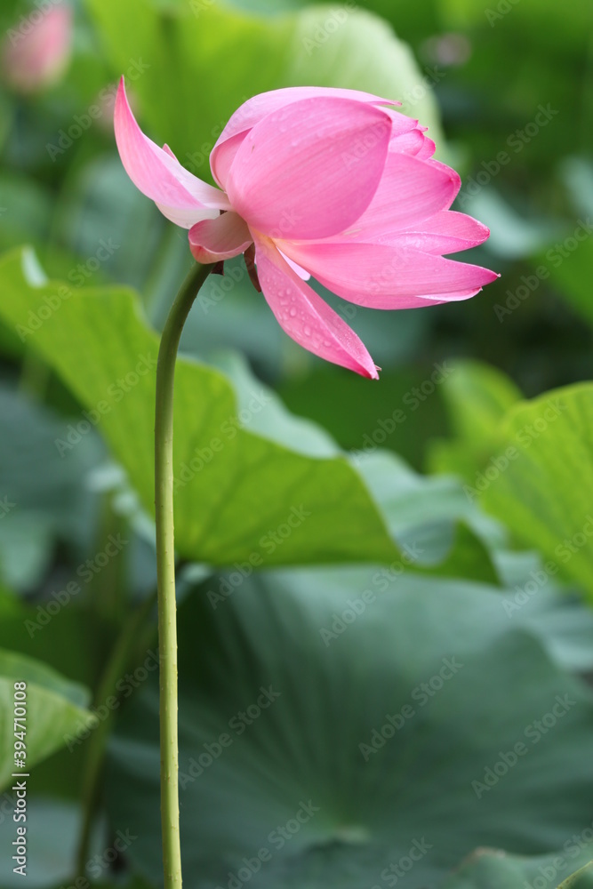 lotus, lotus lake, flower, pink flower, beauty, nature, petals, lotus, lotus lake, flower, pink flower, beauty, nature, petals,