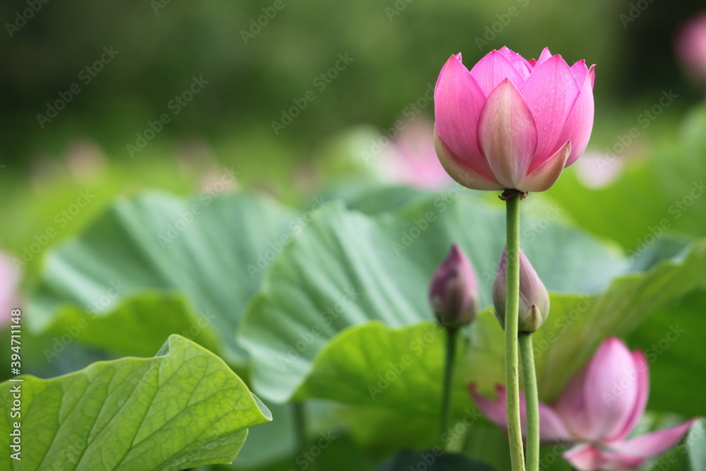 lotus, lotus lake, flower, pink flower, beauty, nature, petals, nature, life, summer lotus, lotus lake, flower, pink flower, beauty, nature, petals, nature, life, summer