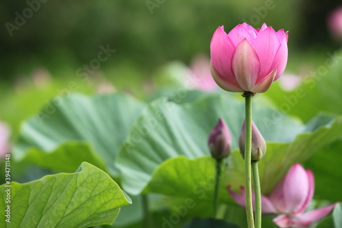 lotus  lotus lake  flower  pink flower  beauty  nature  petals  nature  life  summer