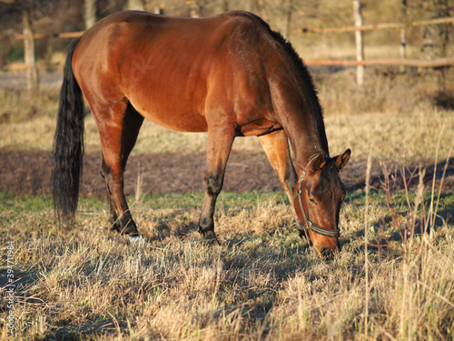 A horse in a field eating grass