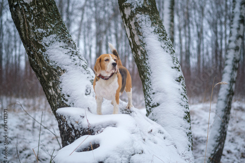 Fototapeta Naklejka Na Ścianę i Meble -  cute Beagle dog on a walk in a snowy winter Park