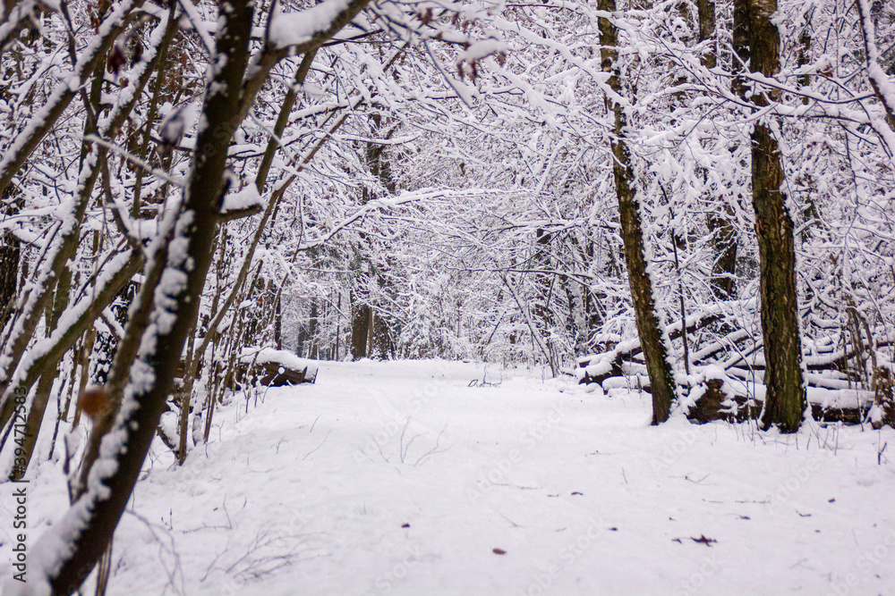 Fototapeta premium snow covered trees 