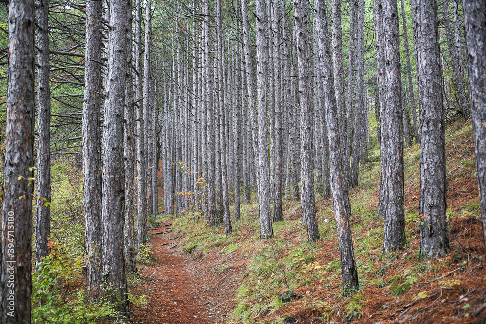 Fototapeta premium pine trunks in a coniferous forest in late autumn