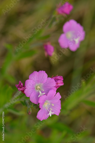 Wiesen-Storchschnabel (Geranium pratense)	