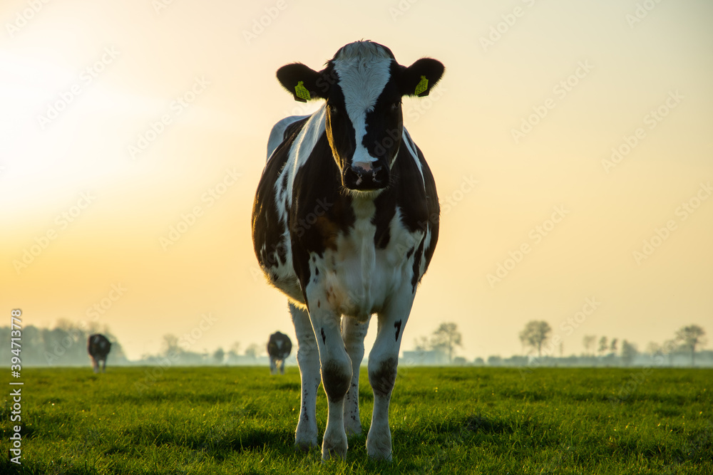 cow on the field cow on the field