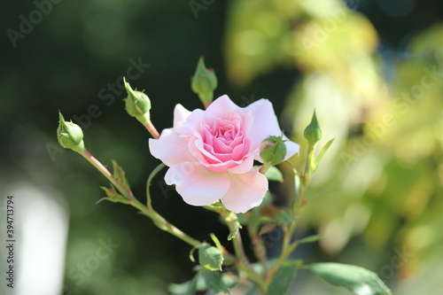 rose  flower  pink  garden  nature  plant  green  love  beauty  beautiful  petal  flowers  bloom  flora  blossom