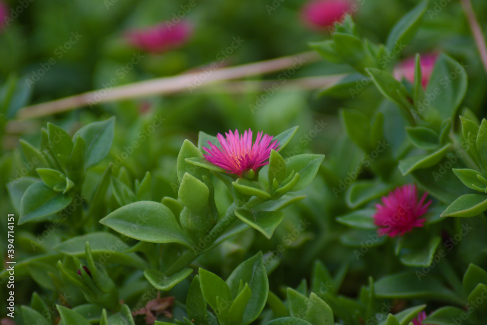 Un día en la vida de una flor Un día en la vida de una flor