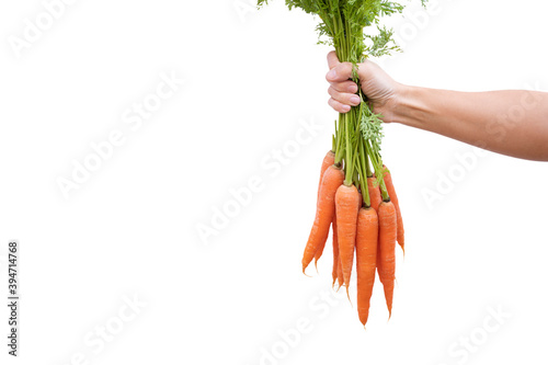 hand holding bunch of organic carrots  isolated on white image with copy space