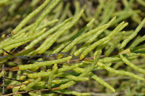 Fragile Glasswort (Salicornia procumbens)