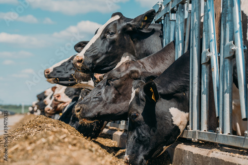 Cows on dairy farm in outdoor cowshed. Cows breeding at modern dairy farm. photo