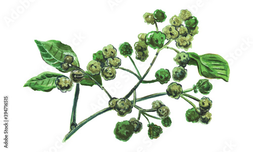 Sichuan pepper, raster illustration
