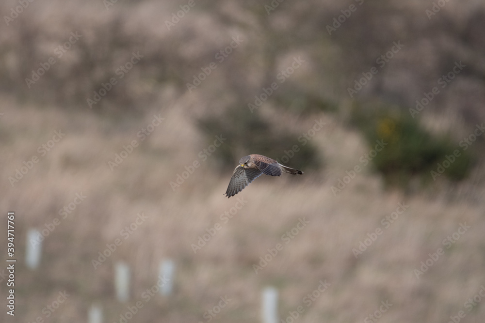 A Kestrel flies through the Yorkshire sky. A Kestrel flies through the Yorkshire sky.