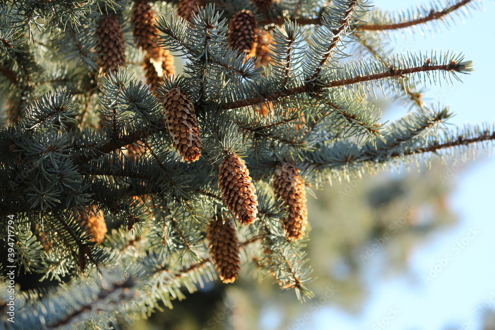 Branches of a blue spruce tree with brown cones in the soft magical sunlight against a blue sky outdoors. Blue spruce tree with cones in the sun outdoors. Christmas tree.