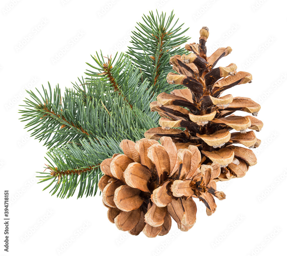 Pinecone isolated on white background with clipping path Pinecone isolated on white background with clipping path