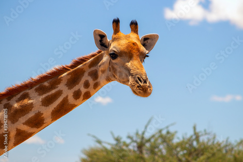 Fototapeta Naklejka Na Ścianę i Meble -  Wild african life. A large common South African giraffe on the summer blue sky.