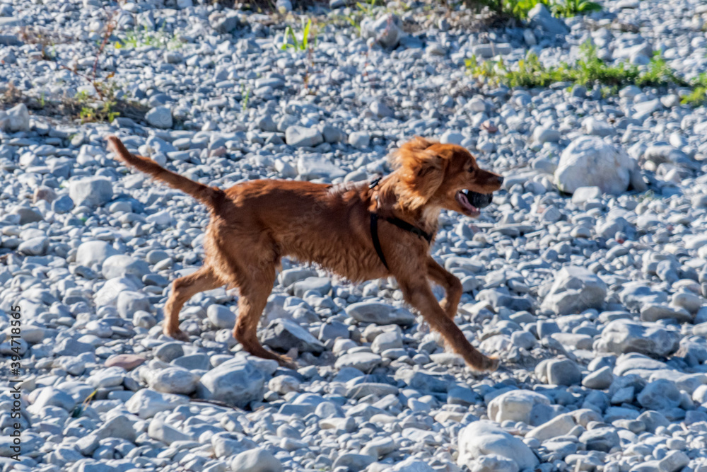 chien courant avec une balle dans la gueule chien courant avec une balle dans la gueule