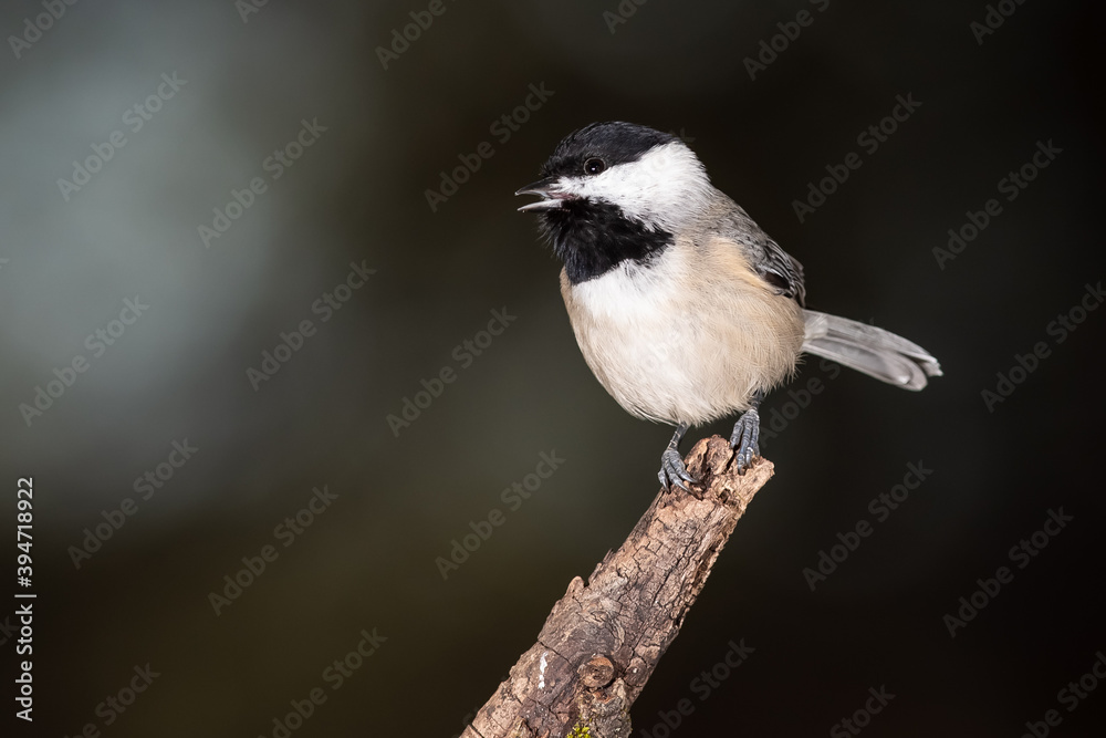 Carolina Chickadee Perched Delicately on a Slender Branch
