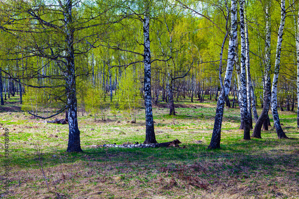 Fototapeta premium Birch grove on a sunny day.