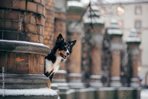 dog in winter in city. nice Tricolor Border Collie on the street