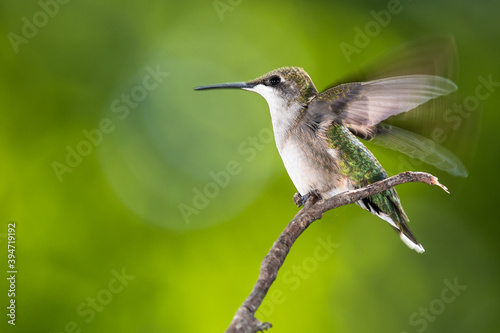Ruby Throated Hummingbird Perched Delicately on a Slender Twig