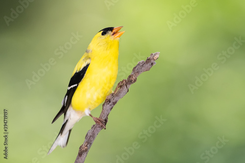 American Goldfinch Perched on a Slender Tree Branch