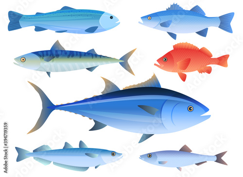 Sea fish. Tuna, Salmon, Mackerel, trout, perch, herring, cod. Isolated vector illustration