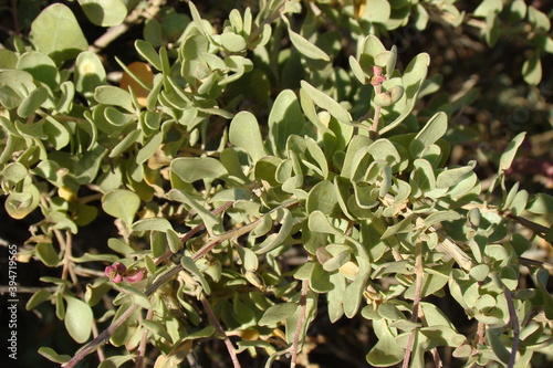 Mediterranean Saltbush (Atriplex halimus)
