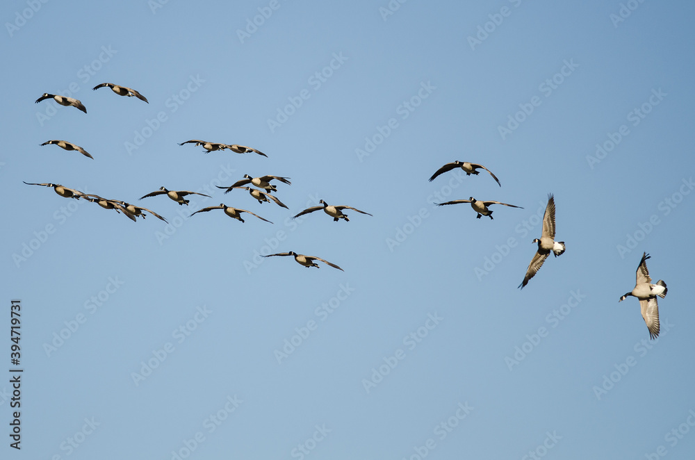 Whiffling Flock of Canada Geese Coming in for Landing in a Blue Sky Whiffling Flock of Canada Geese Coming in for Landing in a Blue Sky