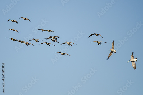 Whiffling Flock of Canada Geese Coming in for Landing in a Blue Sky © rck