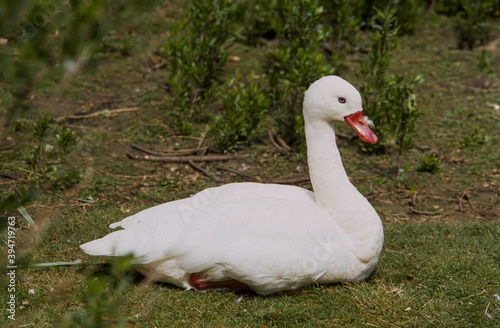 Coscoroba blanc, cygne coscorba, .Coscoroba coscoroba, Coscoroba Swan photo