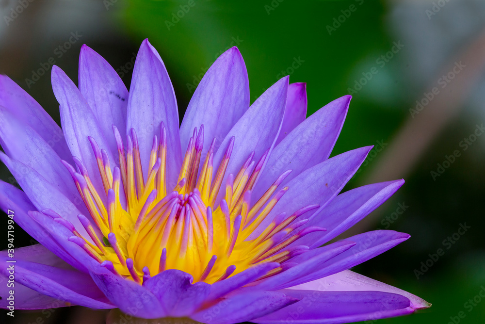 Nil Manel flower...Nil Manel or blue water lily, was declared as the