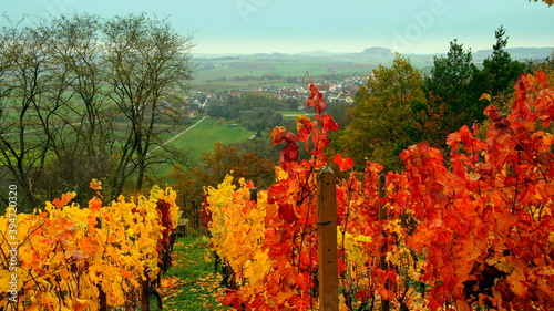 malerische Weinreben mit buntem Laub im Herbst bei Tübingen und weiter Blick ins Tal