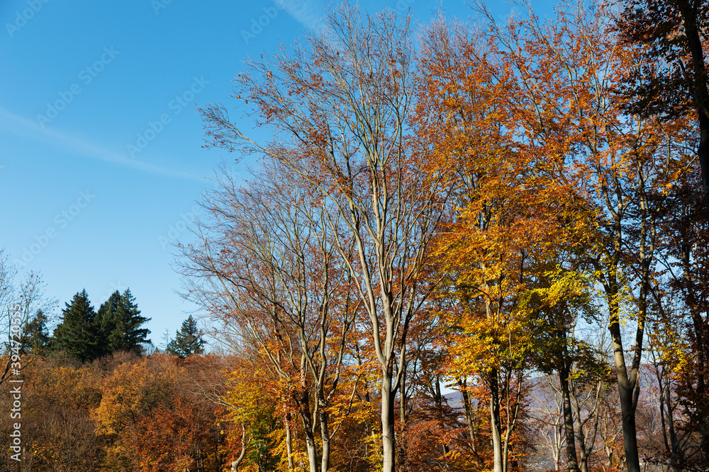 Autumn forest background