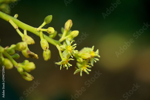 Tiny cream color flowers of avocado or avocado pear photo