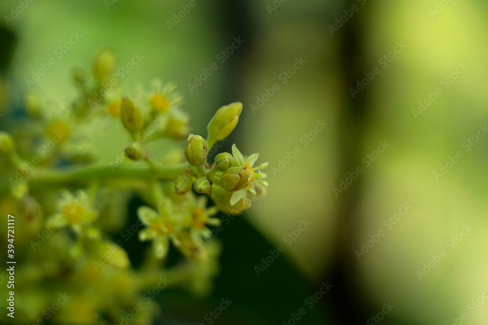 Fototapeta premium Tiny cream color flowers of avocado or avocado pear
