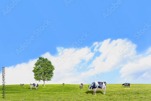 青空背景に丘陵の牧場で草を食む数頭の牛