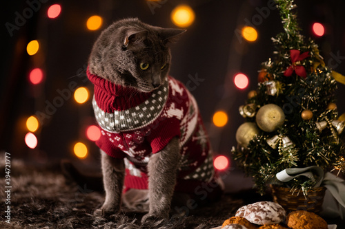 Cute fluffy gray cat in a red knitted sweater in a festive cozy atmosphere with a Christmas tree, a plate of cookies and colorful lights of garlands on the background