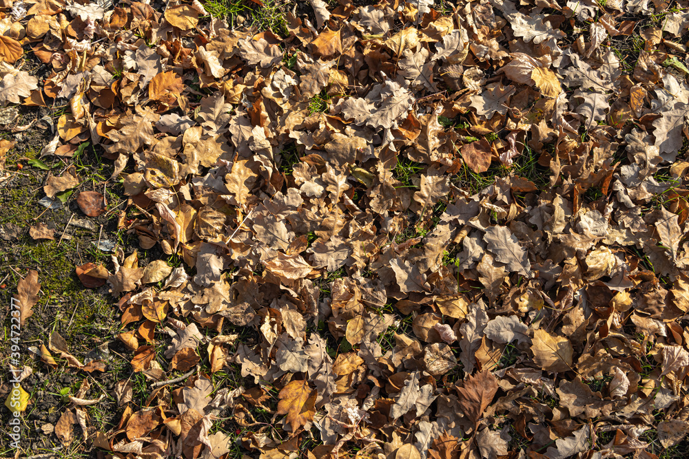 Beautiful texture of dry brown and yellow autumn oak leaves is in the park Beautiful texture of dry brown and yellow autumn oak leaves is in the park