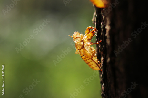 จั๊กจั่น