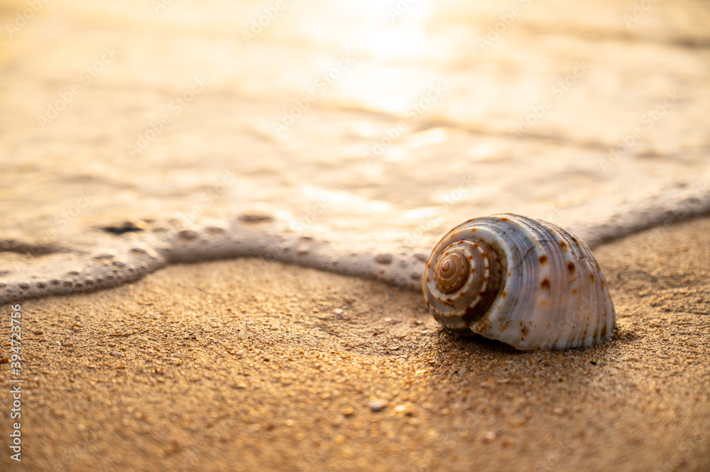 A seashell on sandy beach with wave foam A seashell on sandy beach with wave foam