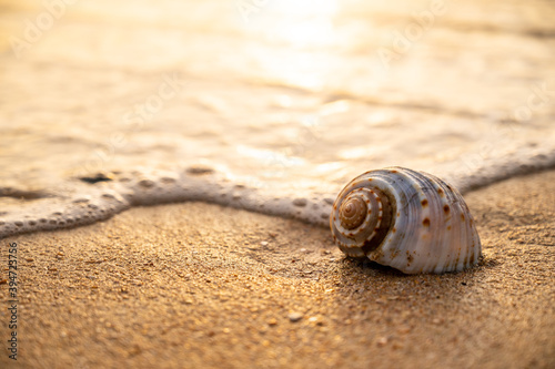 A seashell on sandy beach with wave foam