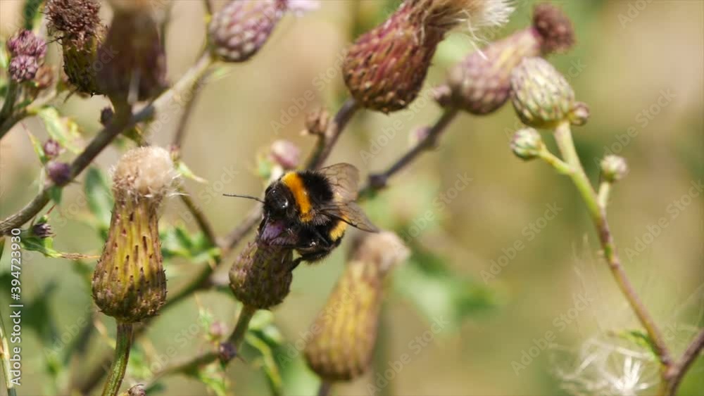 Hummel Bestäubung und Flug in Slow Motion Hummel Bestäubung und Flug in Slow Motion