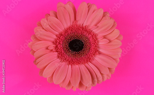 Pink gerbera on pink background