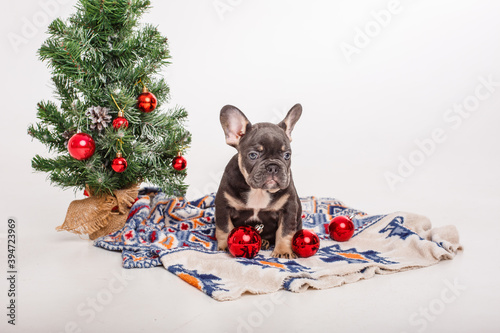 French bulldog puppy near the Christmas tree on a white background