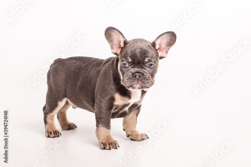 French bulldog puppy isolated on white background