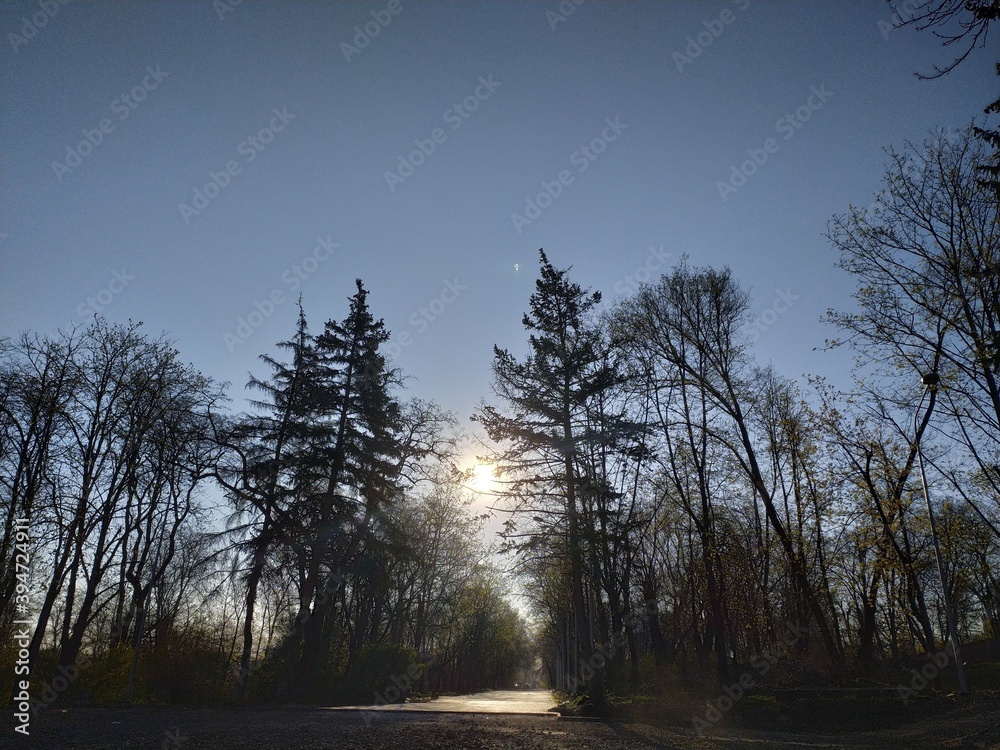 Obraz premium sunset in the forest