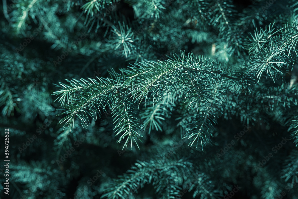 branches of natural spruce close-up. selective focus, Atmospheric natural background. Tidewater Green, The 2021 Color Trend.