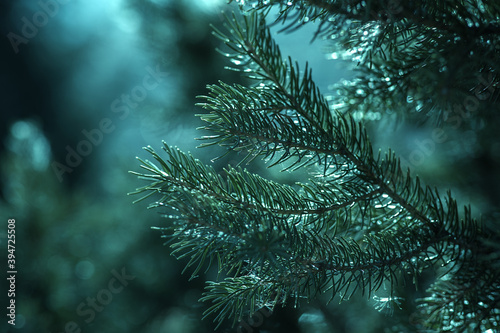 branches of natural spruce close-up. selective focus, Atmospheric natural background. Tidewater Green, The 2021 Color Trend. © Yelena Belodedova