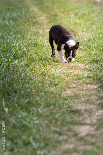 black and white puppy
